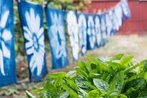 indigo plants and dyed flags