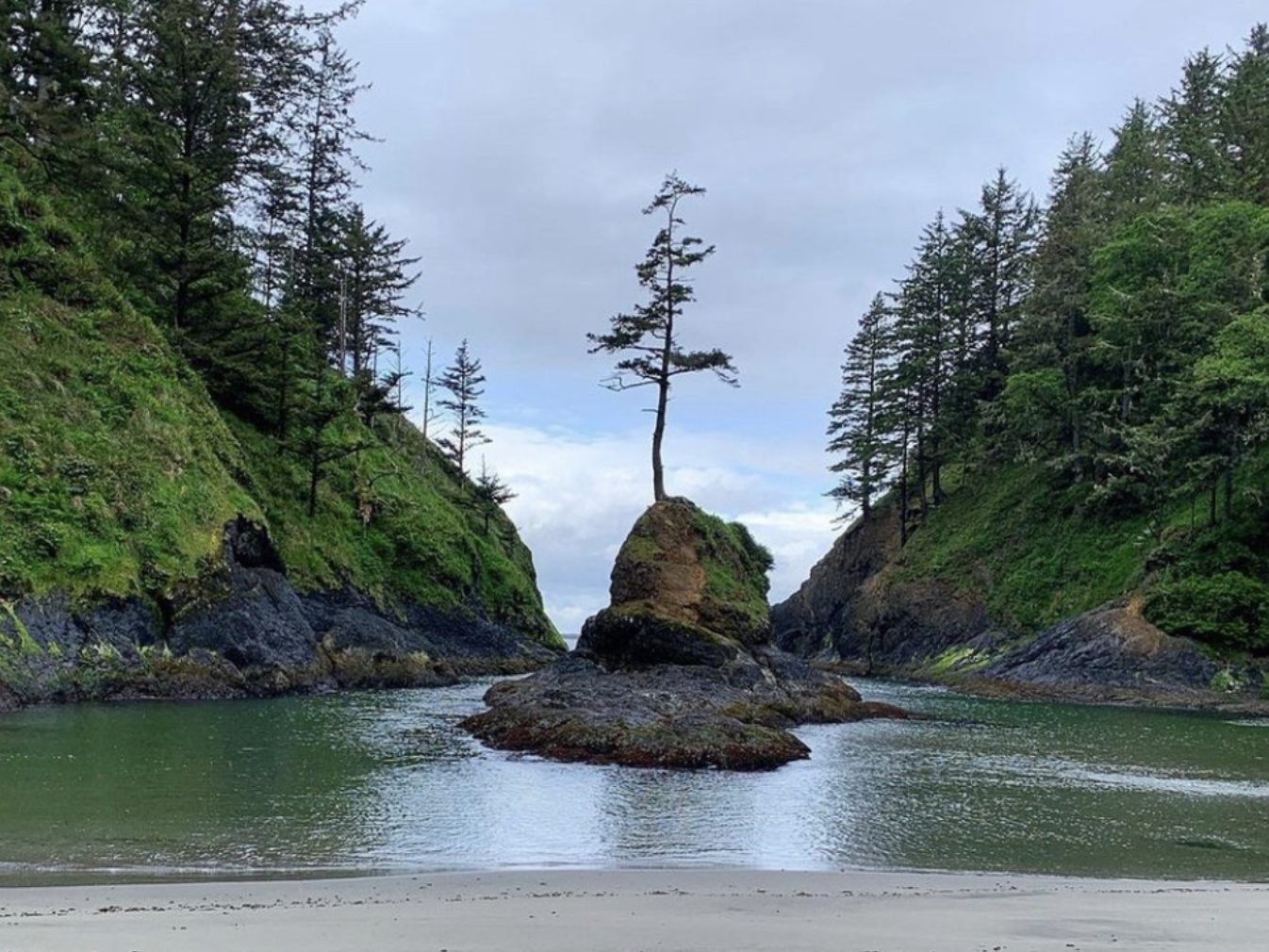 A single tall fir tree grows on a small rock island in a calm cove between forested cliffs
