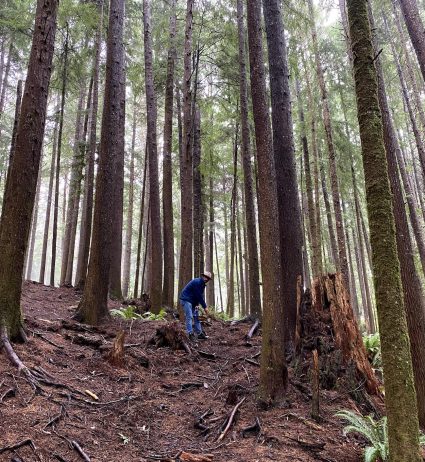 A person kneels among tall trees in a mossy forest clearing scattered with fallen branches