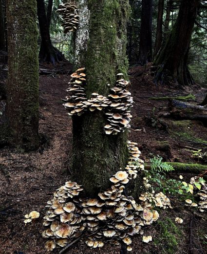 Clusters of shelf mushrooms grow in tiers up the trunk of a mossy tree in the forest