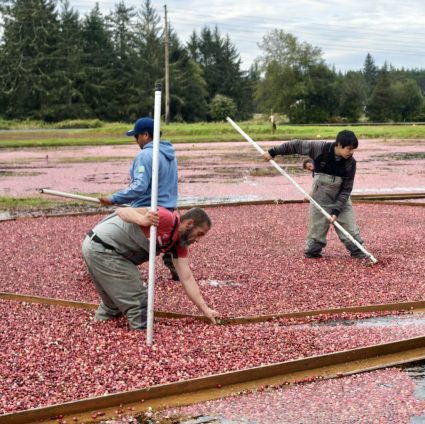 Two workers rake floating cranberries into rows during a cranberry bog harvest