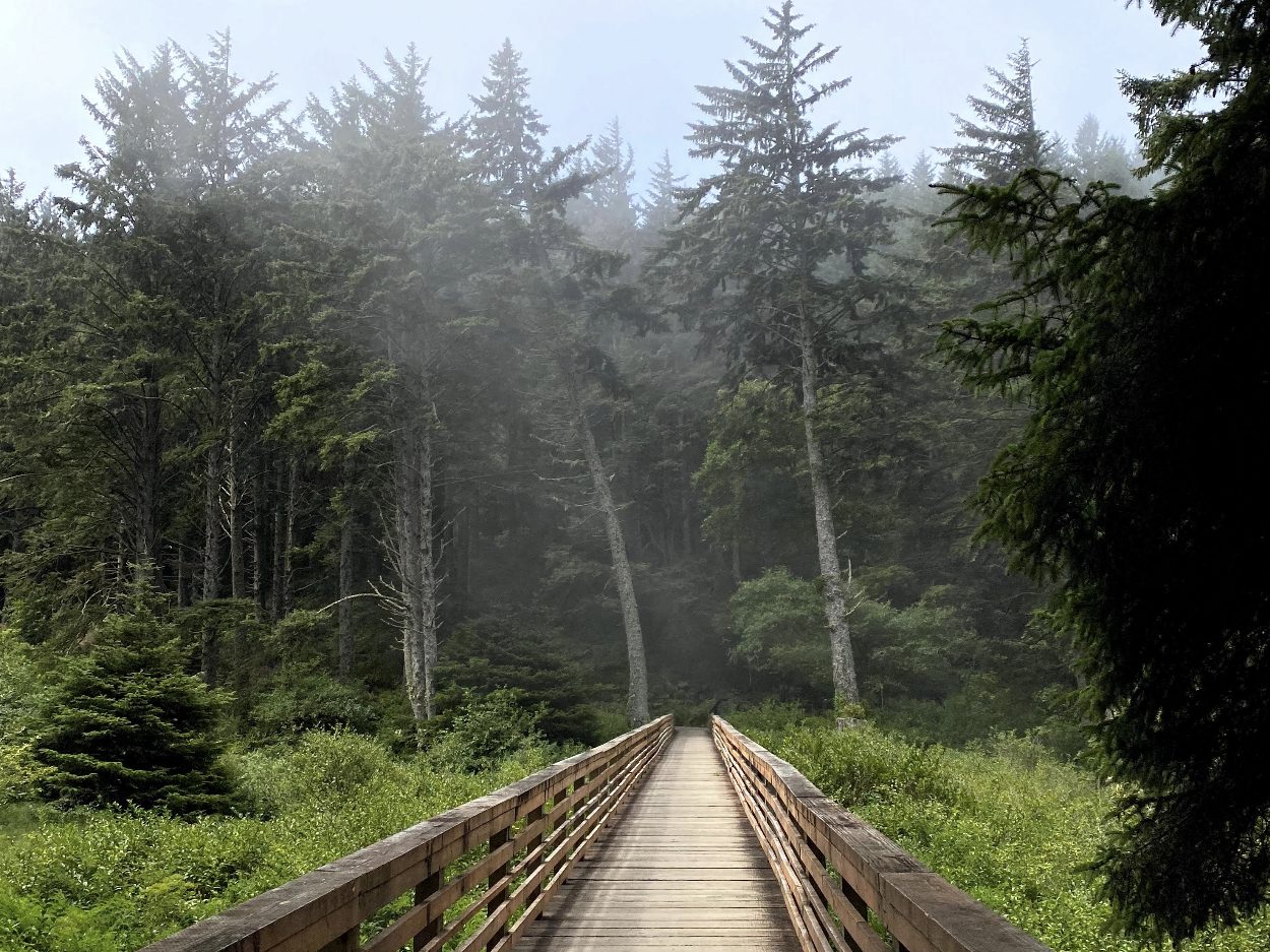A wooden boardwalk bridge stretches through a misty evergreen forest toward tall pines