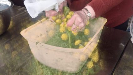 A pair of hands gathers small yellow flowering stems into a clear plastic tray outdoors