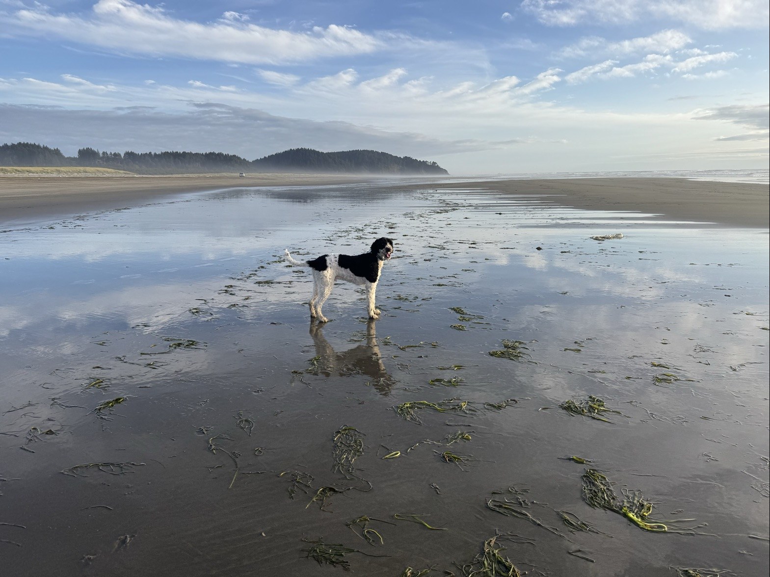 A dog on the wet sand at low tide with the forested headland in the distance, Long Beach Peninsula