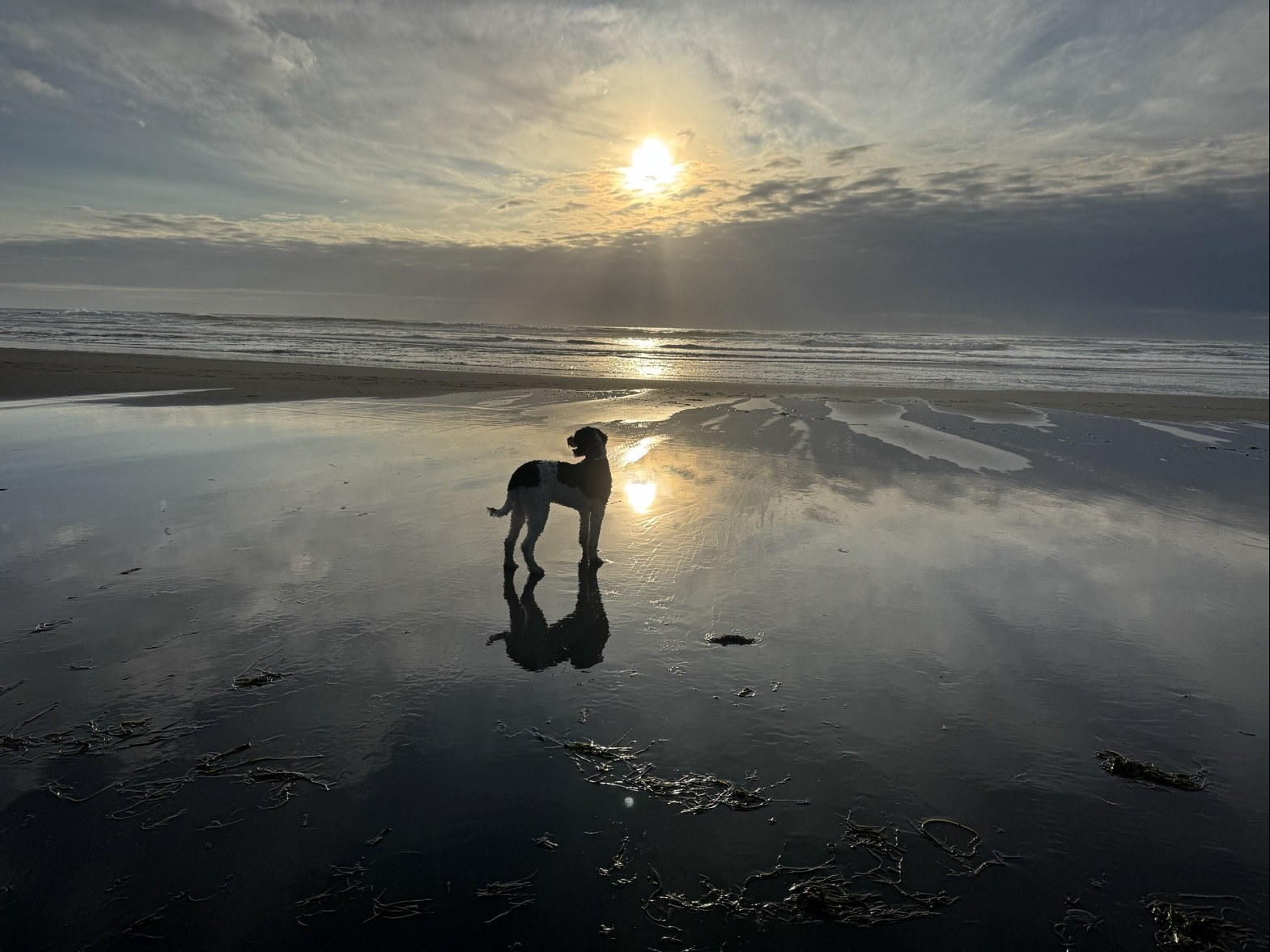 A dog on the wet sand at low tide near Seaview, with the sun low over the surf