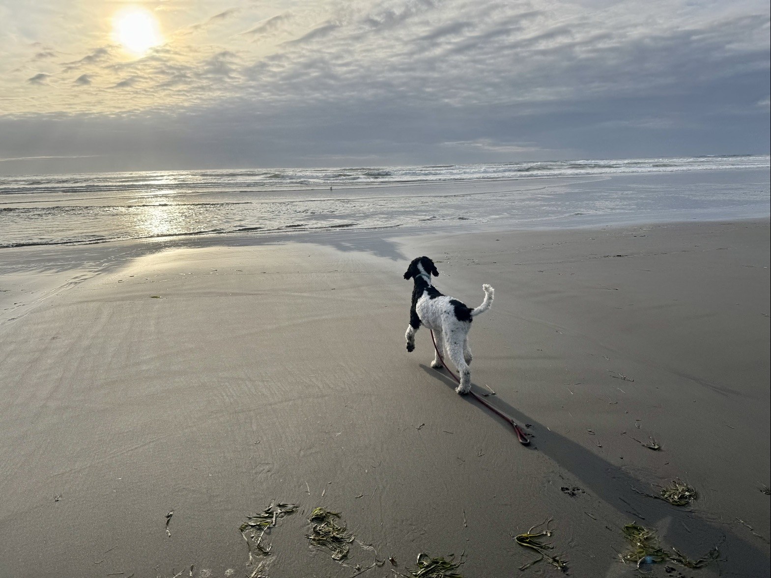 A dog trotting toward the surf with its leash trailing, low sun over the water near Seaview