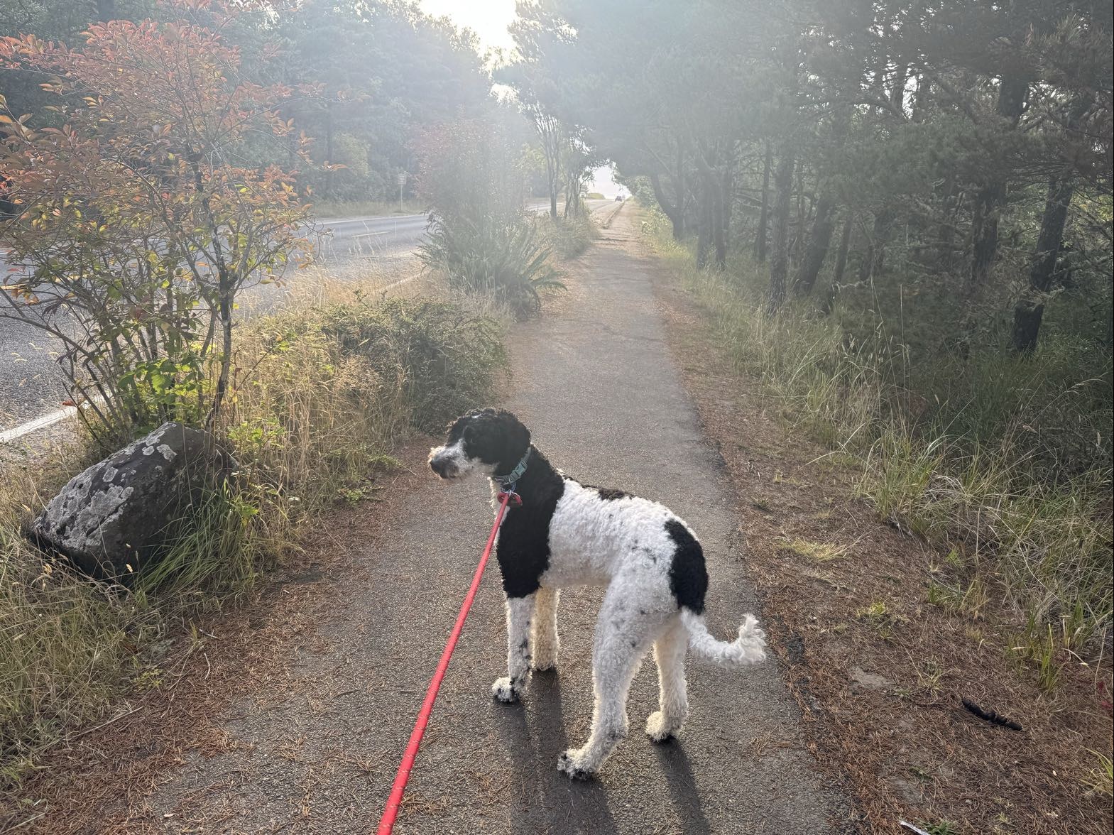 A dog on the paved path running through the pines toward the beach at Seaview