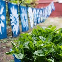 indigo plants and dyed flags